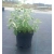 Mięta Dwukolorowa Mentha